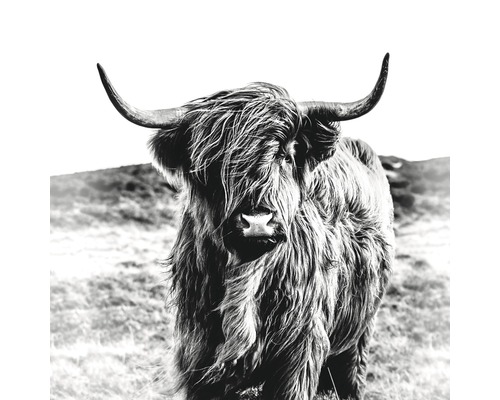 Glasbild Highland Cattle 50x50 cm