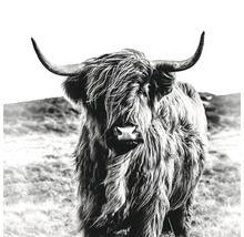 Schwarz-Weiß-Fotografie eines schottischen Hochlandrindes