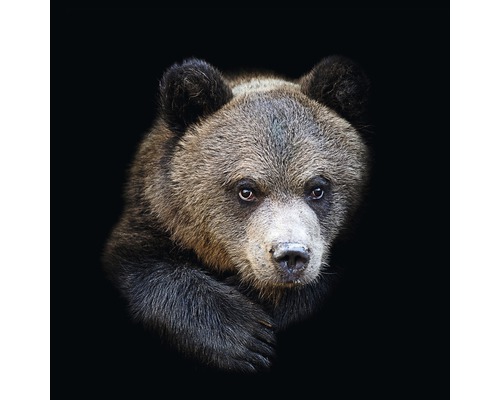 Glasbild Brown bear 20x20 cm