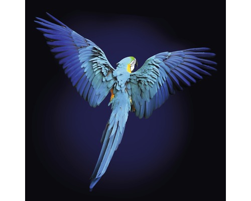 Glasbild Blue Parrot 20x20 cm