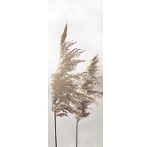 Nahaufnahme von Schilfgras im Wind