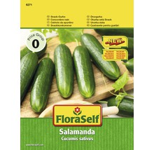 FloraSelf Salamanda Snackgurke, Cucumis sativus