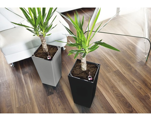 Zwei Yucca-Palmen in Pflanzgefäßen auf einem Holzboden