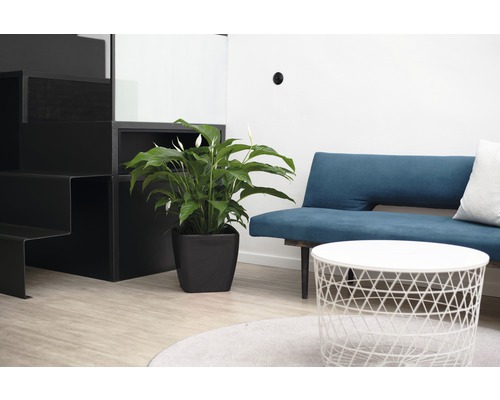 Wohnzimmer mit Treppe, Pflanze, Sofa und Tisch