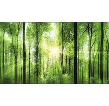 Heller Laubwald im Sonnenlicht
