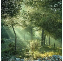 Giclée Leinwandbild Forest Harmony Vl 100x100 cm