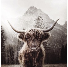 Giclée Leinwandbild Scott Highland Cattle l 100x100