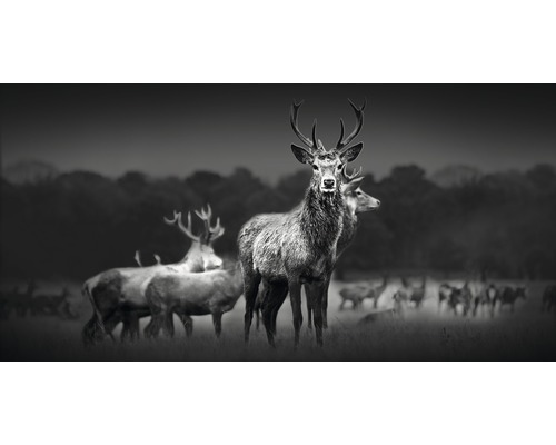 Giclée Leinwandbild Herd Of Deer 50x100 cm