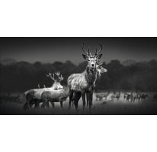 Giclée Leinwandbild Herd Of Deer 90x180 cm