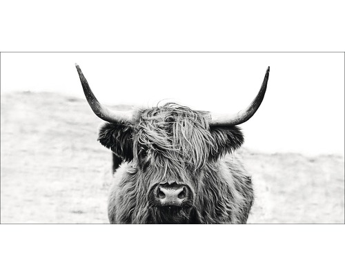Giclée Leinwandbild Scott Highland Cattle II 100x200
