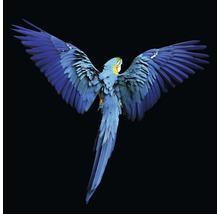 Blaugelber Ara mit ausgebreiteten Flügeln