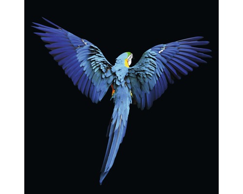 Giclée Leinwandbild Blue Parrot 80x80 cm