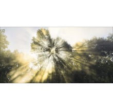 Sonnenstrahlen scheinen durch die Baumkronen