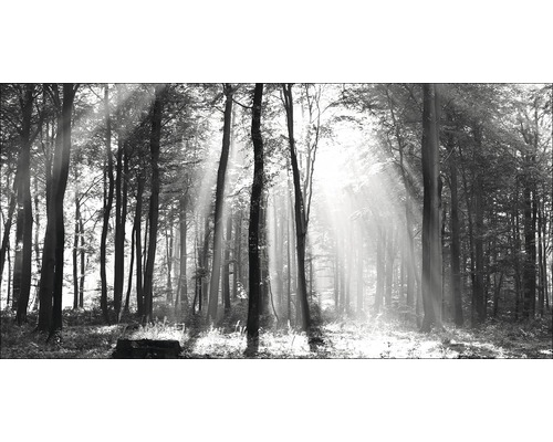 Giclée Leinwandbild Sun drenched forest I 60x120 cm