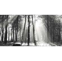 Giclée Leinwandbild Sun drenched forest I 80x160 cm