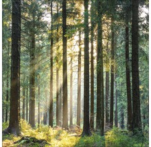 Sonnendurchfluteter Wald mit hohen Bäumen