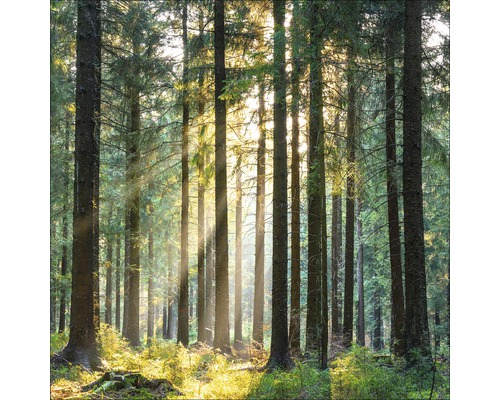 Giclée Leinwandbild Wonderfull forest III 80x80 cm