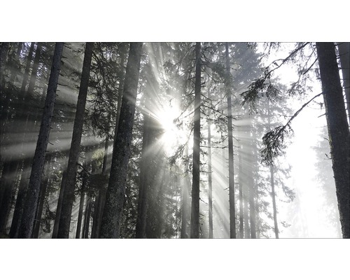 Giclée Leinwandbild Sundrenched Forest IV 50x100 cm