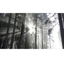 Giclée Leinwandbild Sundrenched Forest IV 80x160 cm