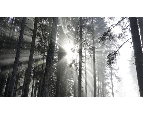 Giclée Leinwandbild Sundrenched Forest IV 90x180 cm