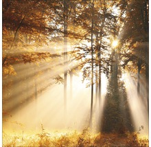 Sonnendurchfluteter Wald mit Bäumen und Bodennebel