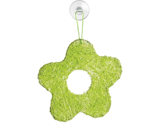Dekorative grüne Blume mit Saugnapf