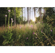 Waldlandschaft mit blühendem Fingerhut und Sonnenlicht zwischen den Bäumen