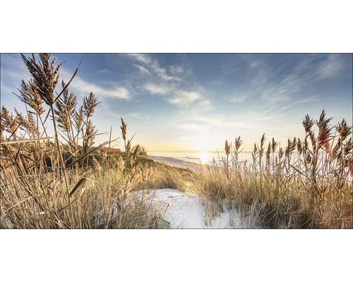 Strandhafer in Küstennähe bei Sonnenaufgang
