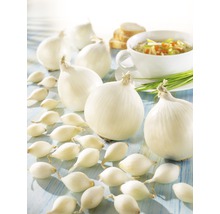 Steckzwiebel weiß Snowball Kiepenkerl 40 Stk.