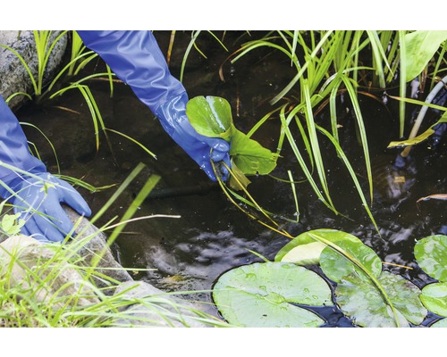 Eine Person mit Gartenhandschuhen reinigt einen Gartenteich von Wasserpflanzen.