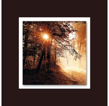 Dekoratives Bild eines Waldes mit Sonnenlicht