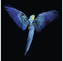 Blaugelber Ara mit ausgebreiteten Flügeln