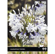 Verpackung einer Agapanthus Twister I Zwiebel