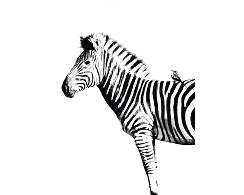 Kunstdruck Zebra 24x30 cm