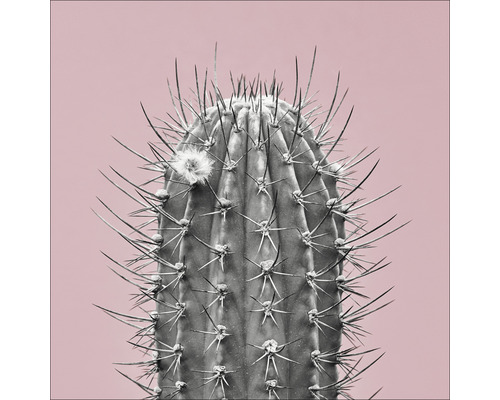 Leinwandbild Kaktus I 50x50 cm