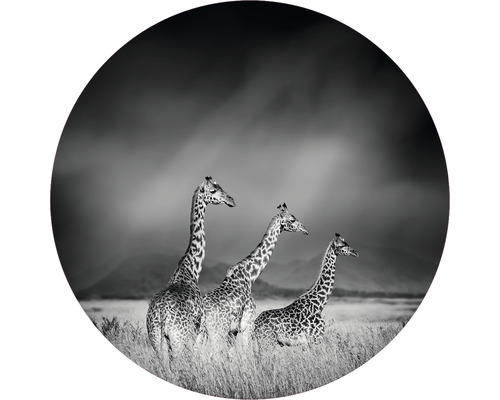 Fototapete Vlies HRBC000005 Giraffen schwarz-weiß Ø 95 cm