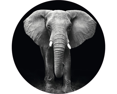 Fototapete Vlies HRBC000006 Elefant schwarz-weiß Ø 95 cm