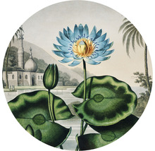Illustration einer blauen Wasserlilie mit Blättern, See und Gebäude im Hintergrund