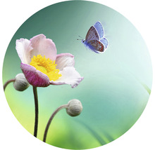 Fototapete Vlies HRBC000061 Blume mit Schmetterling Ø 95 cm