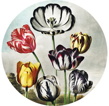 Illustration von Tulpenblüten mit verschiedenen Mustern