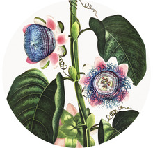 Illustration einer Passionsblume mit Blüten und Blättern