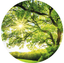 Baumkrone mit Sonnenlicht und Landschaft