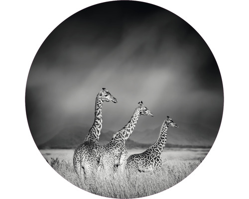 Fototapete Vlies HRBC100005 Giraffen schwarz-weiß Ø 142,5 cm