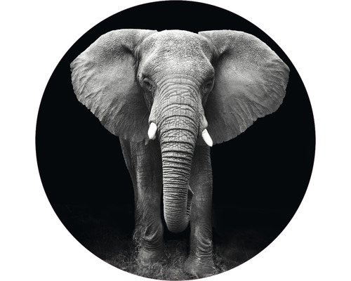 Fototapete Vlies HRBC100006 Elefant schwarz-weiß Ø 142,5 cm