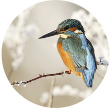 Eisvogel sitzt auf einem Zweig
