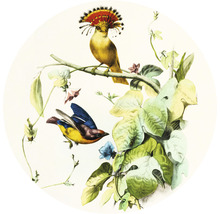 Fototapete Vlies HRBC100058 Vogel Illustration 1 Ø 142,5 cm