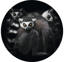 Nahaufnahme einer Gruppe Lemuren mit markanten Augen
