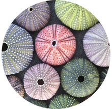 Fototapete Vlies HRBC200096 Muschel Seeigel Ø 190 cm
