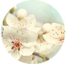 Nahaufnahme von weißen Kirschblüten