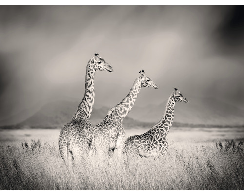 Fototapete Vlies HRBP000004 Giraffen 5-tlg. 243 x 184 cm